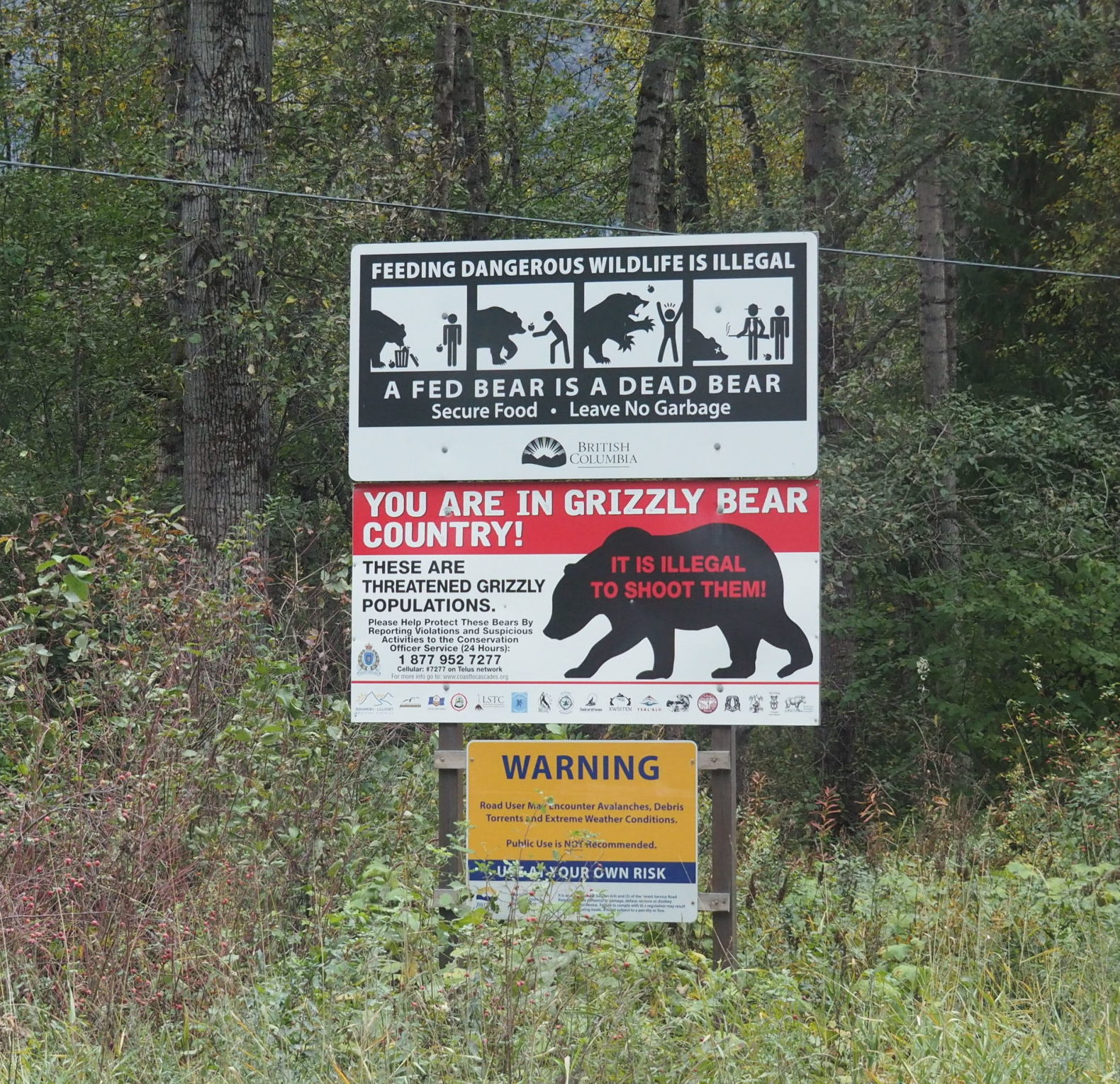 Grizzly Conclusion: Feds Remove Bears From Protected List