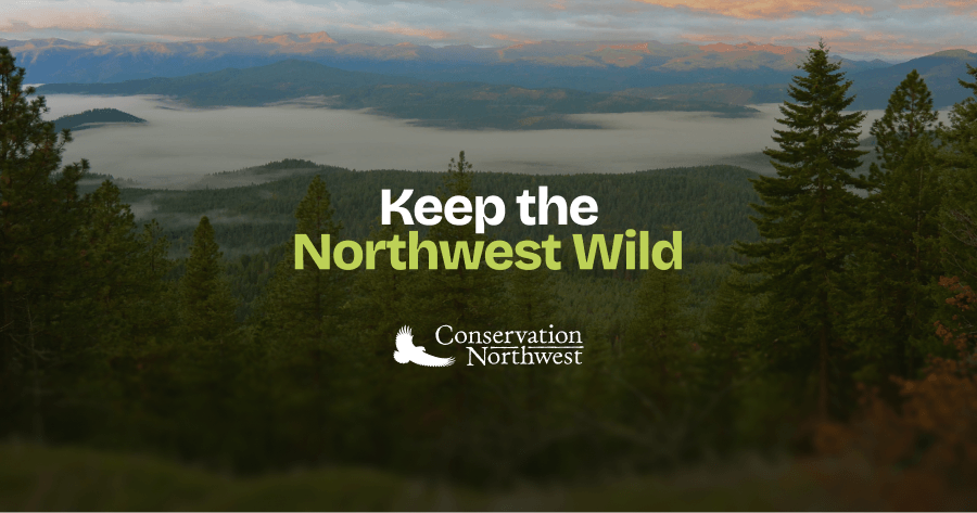Forest Field Program fights for our trees