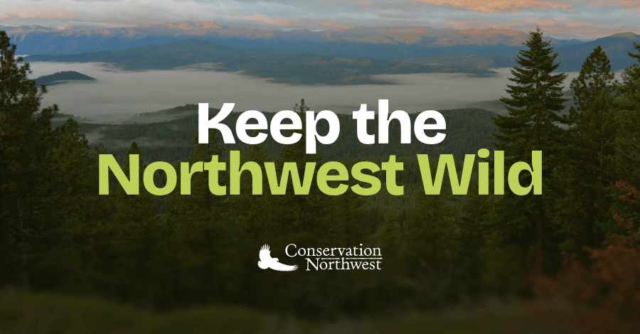 Forest Field Program fights for our trees