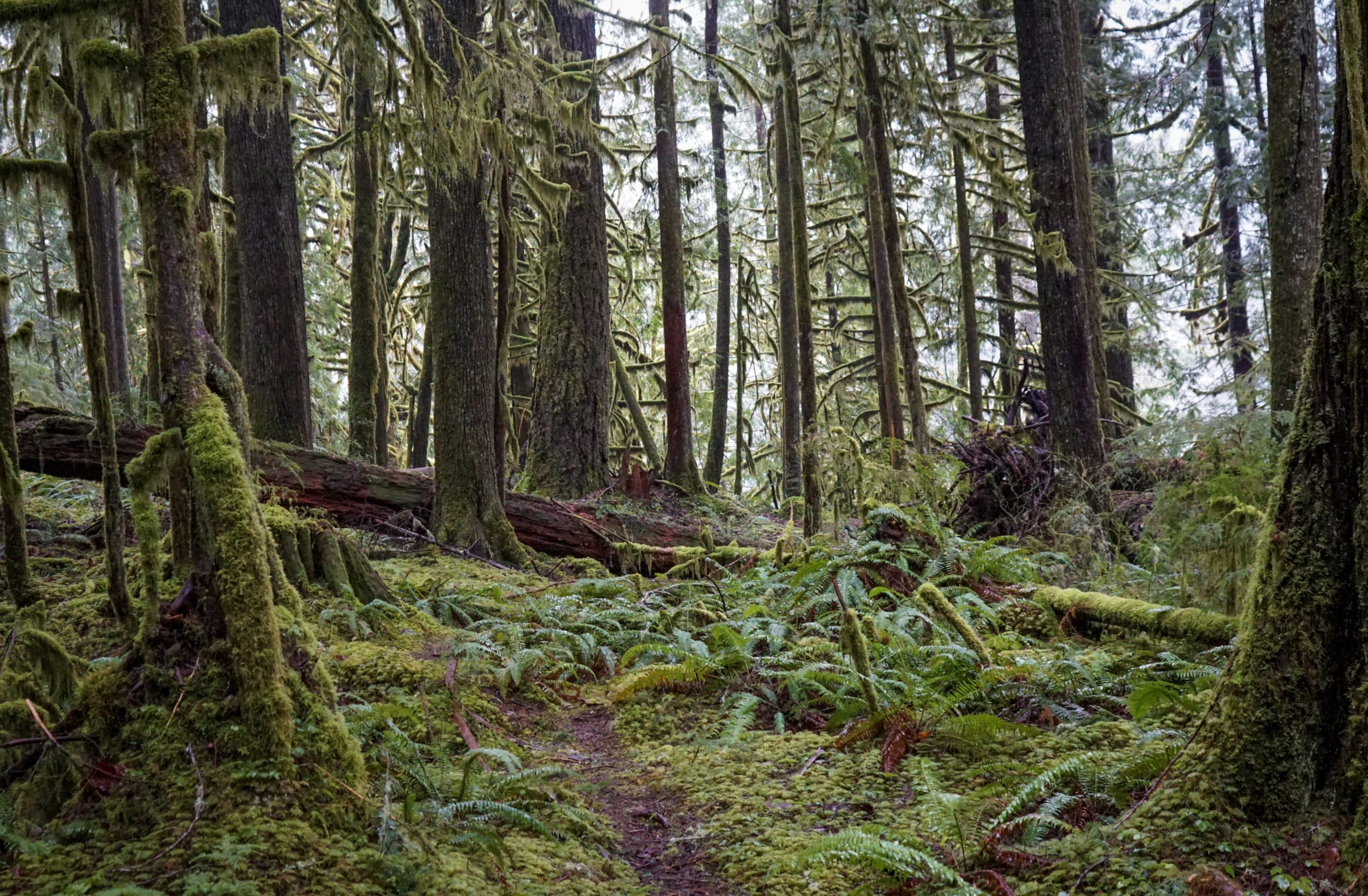 What is the future of Washington state's forests? Endangered marbled  murrelet seabird caught in fight