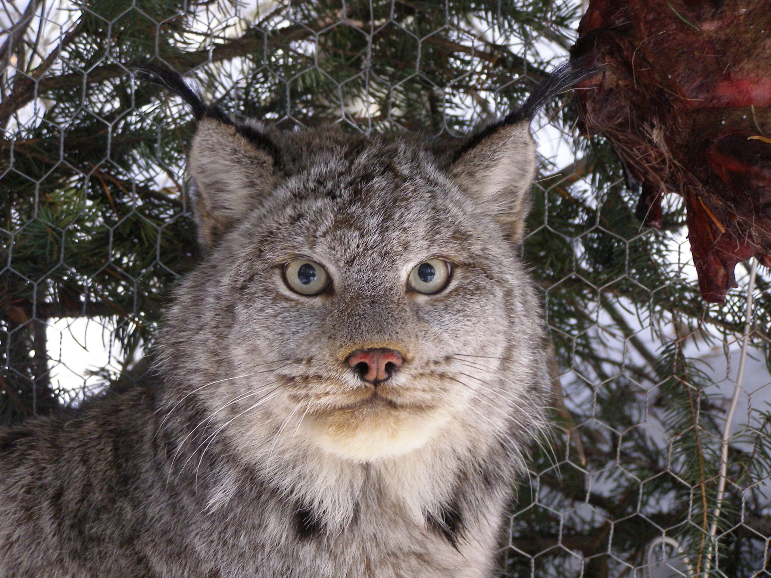 lynx scaled