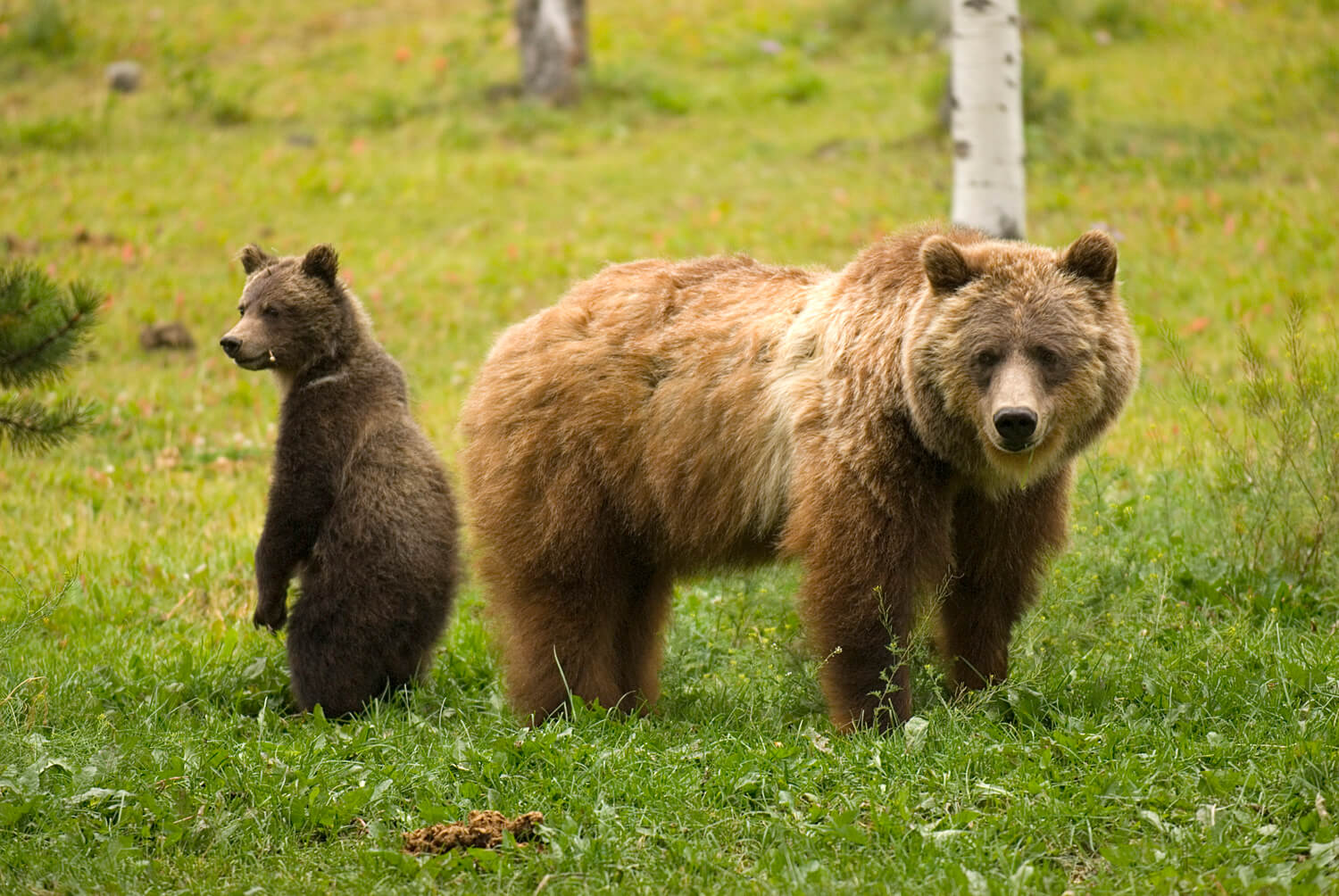 Bear and cub 1