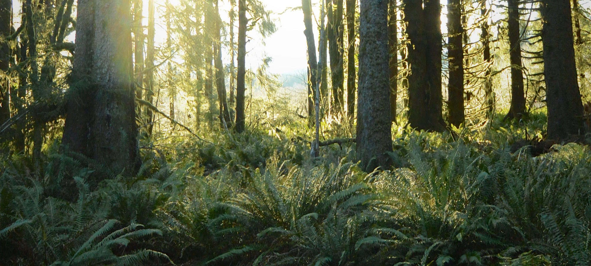 FFP banner Queets 2 Olympic National Park. Photo Chase Gunnell e1511984356666