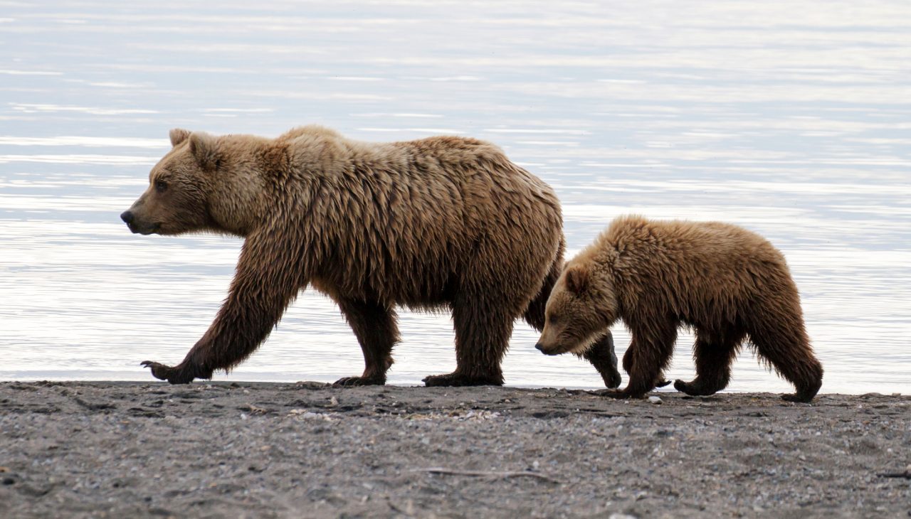 Friends Of The North Cascades Grizzly Bear Coalition Letter To Congress