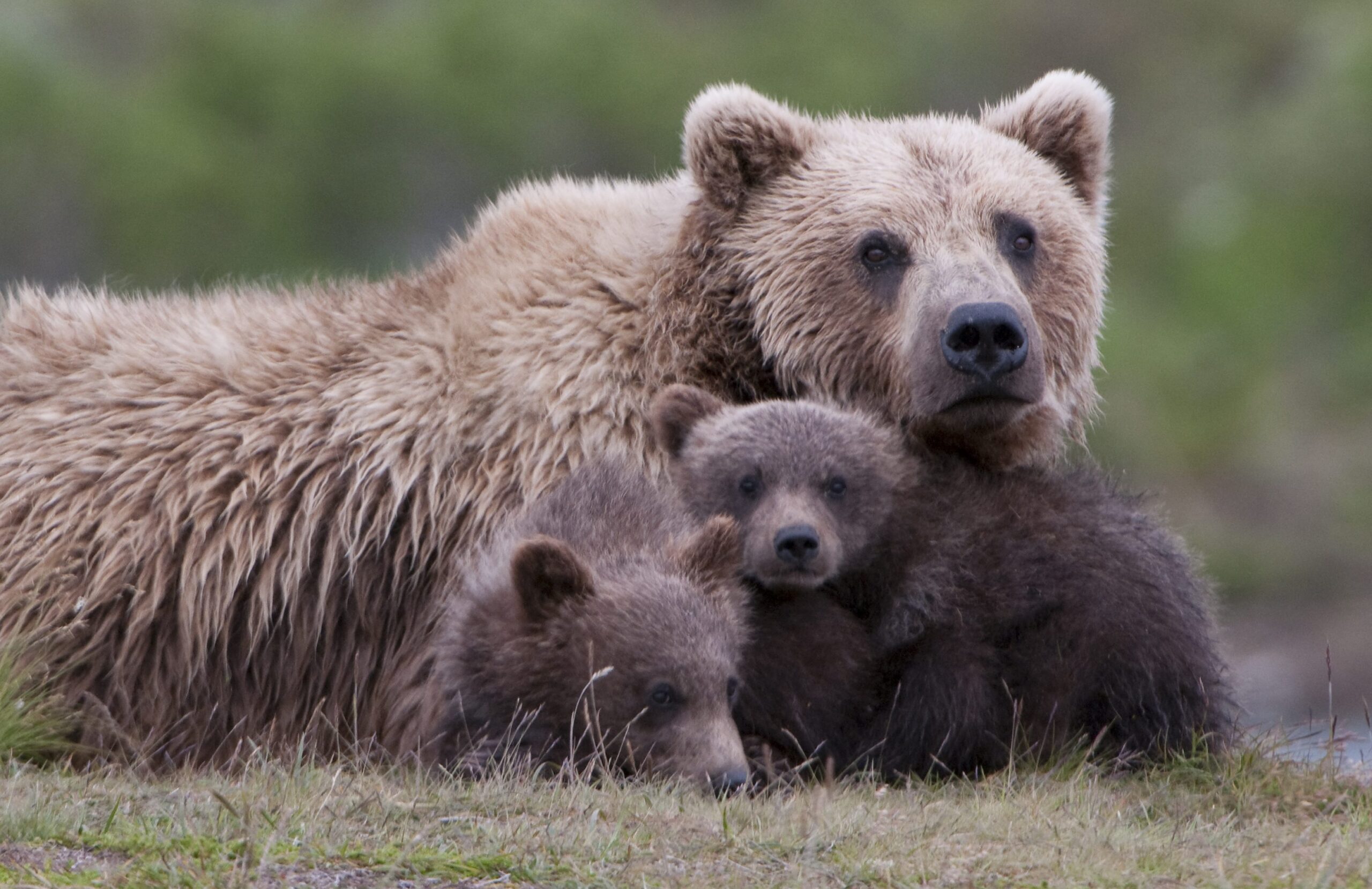 Grizzly bear family Copyright iStock.com PhotosbyAndy 4.2015 e1507229404830 scaled