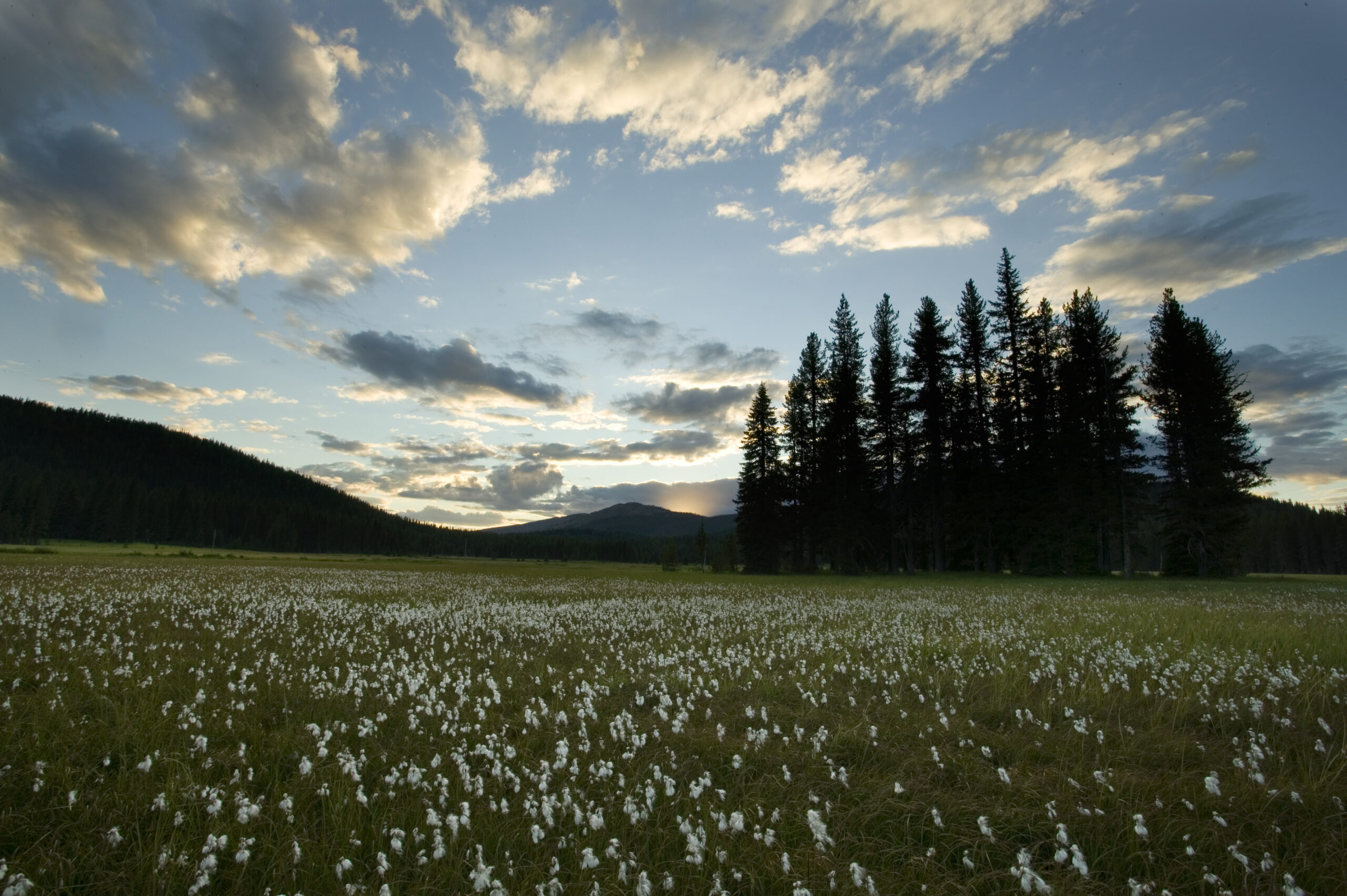 Columbia Highlands Initiative landscape Bunchgrass Meadows Roadless Area. Photo Eric Zamora scaled