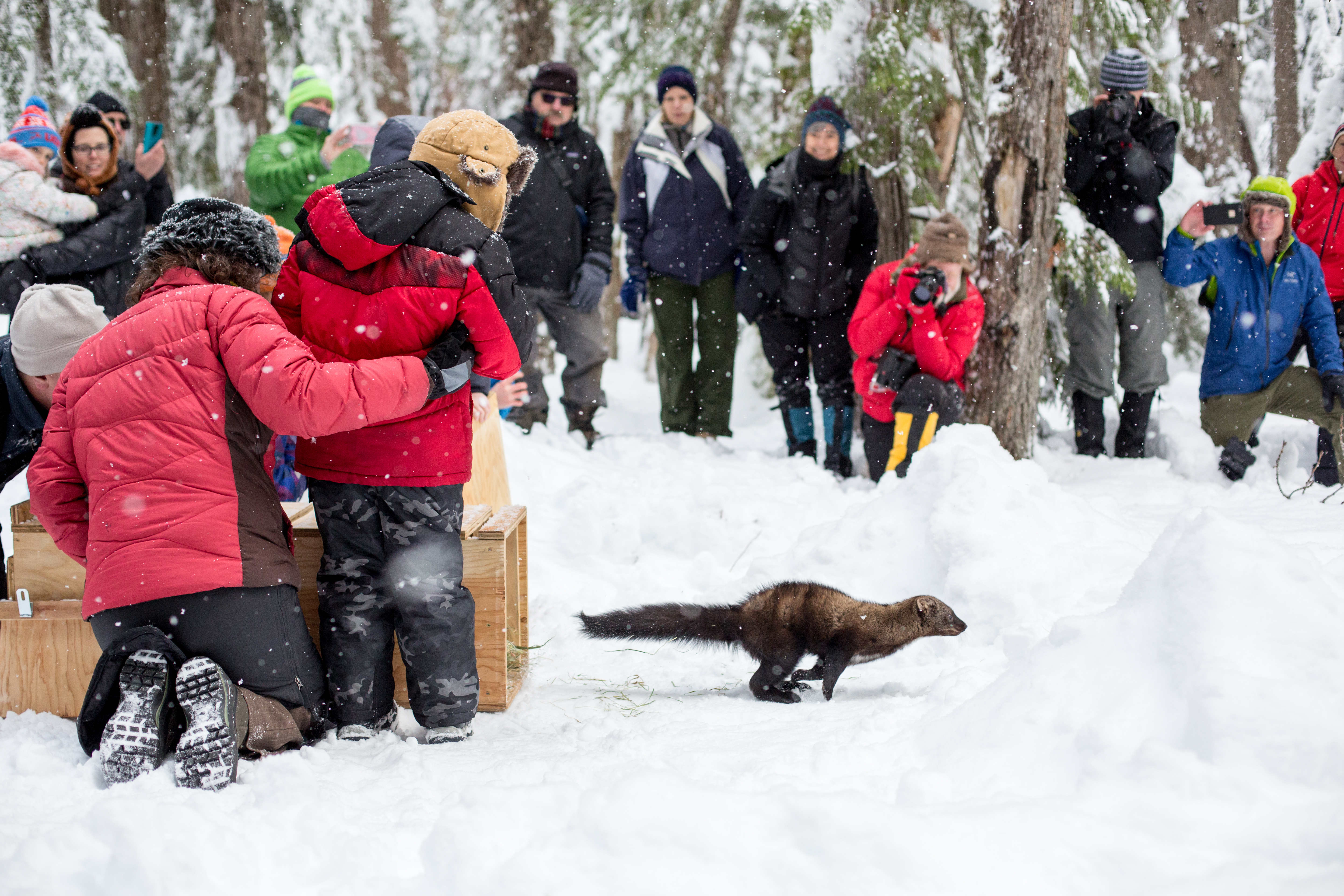 Recovering America's Wildlife Act | Conservation Northwest