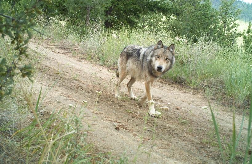 Gray wolf traveling on an old forest road in Washington. Photo WDFW remote camera