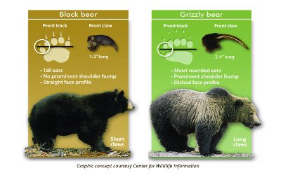 Page 8 Bear ID card if room for it