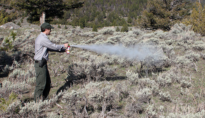 bear spray