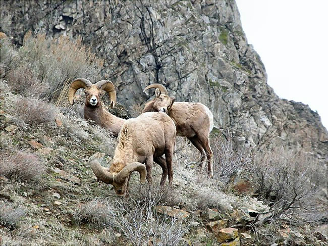 bighorn