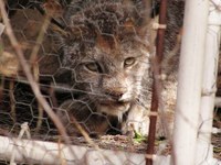 canada lynx
