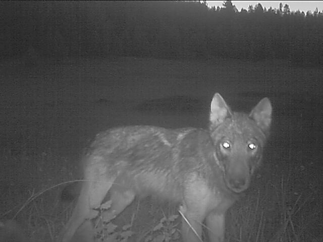 smackout wolf