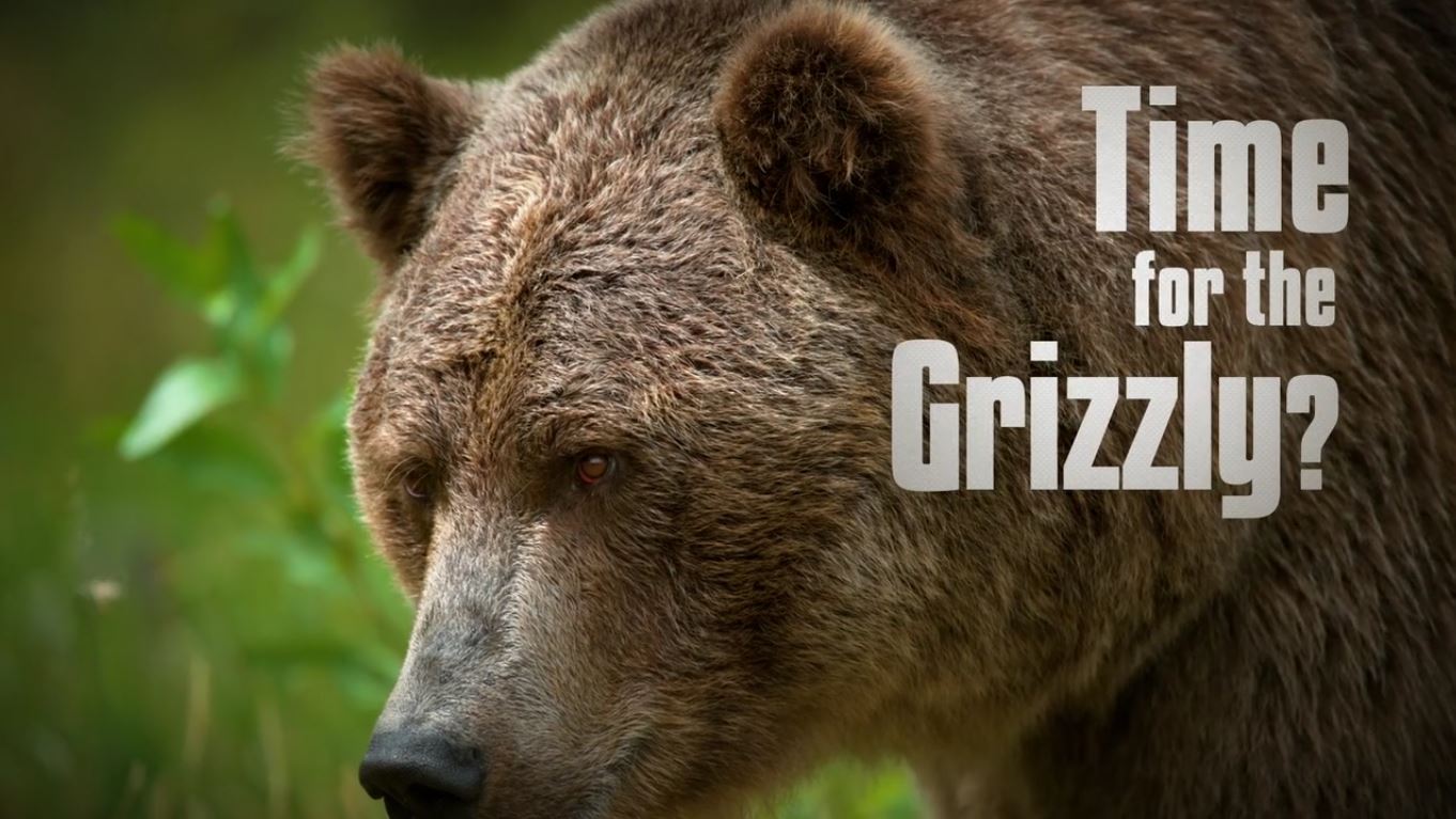 time for the grizzly