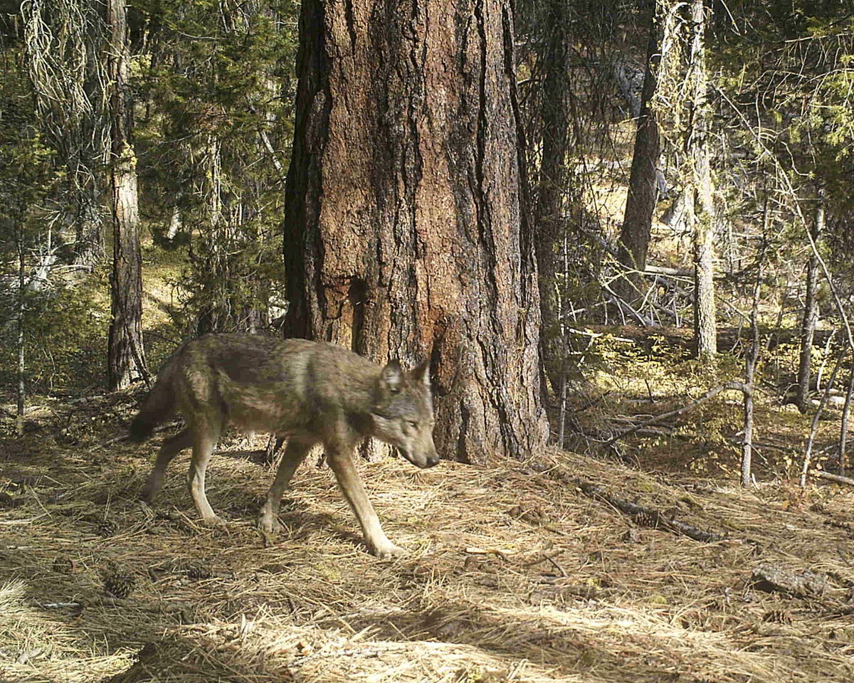 A wolf from the Loup Loup Pack in Okanogan County one of Washingtons newest confirmed wolf packs. Photo David Moskowitz