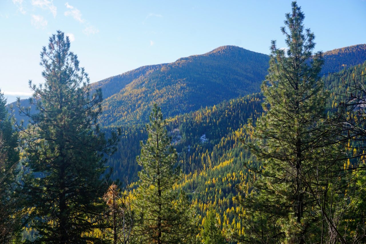 Bad bill threatens healthy forests, public input Conservation