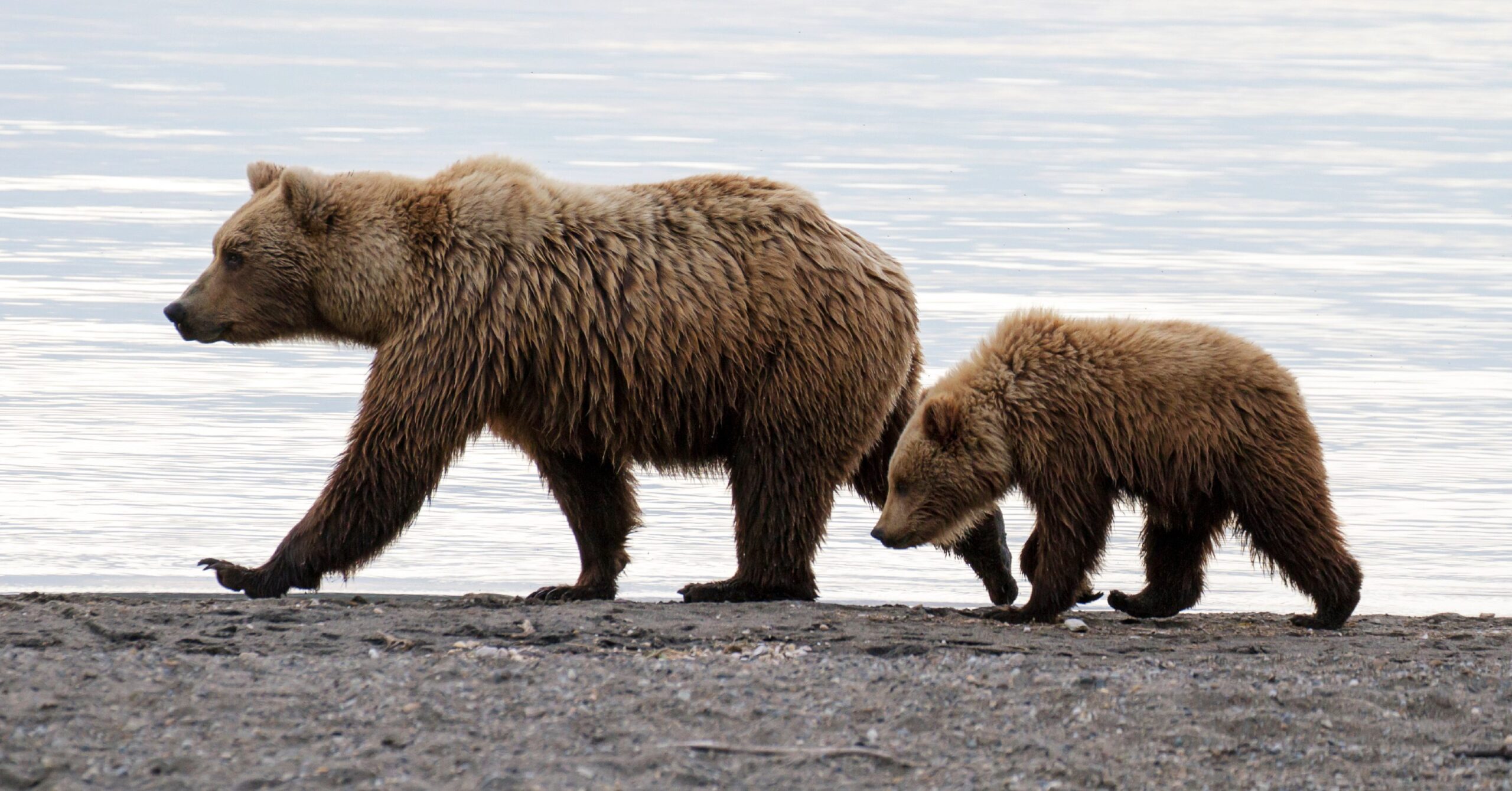 Grizzly and cubs on beach Copyright iStock.com federicoriz 4.2015 e1507584002243 scaled