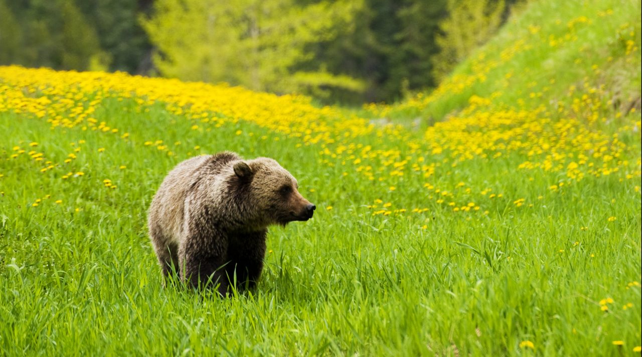 February 2019 Update From The Friends Of The North Cascades Grizzly Bear