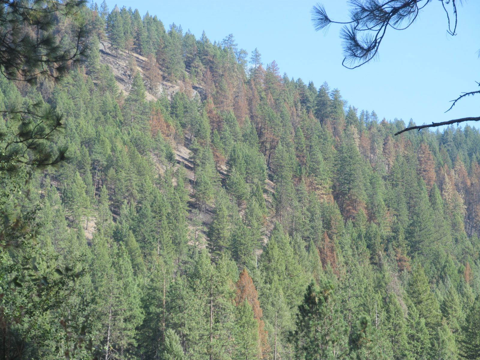 burned timber