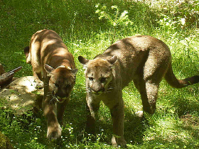 cougars