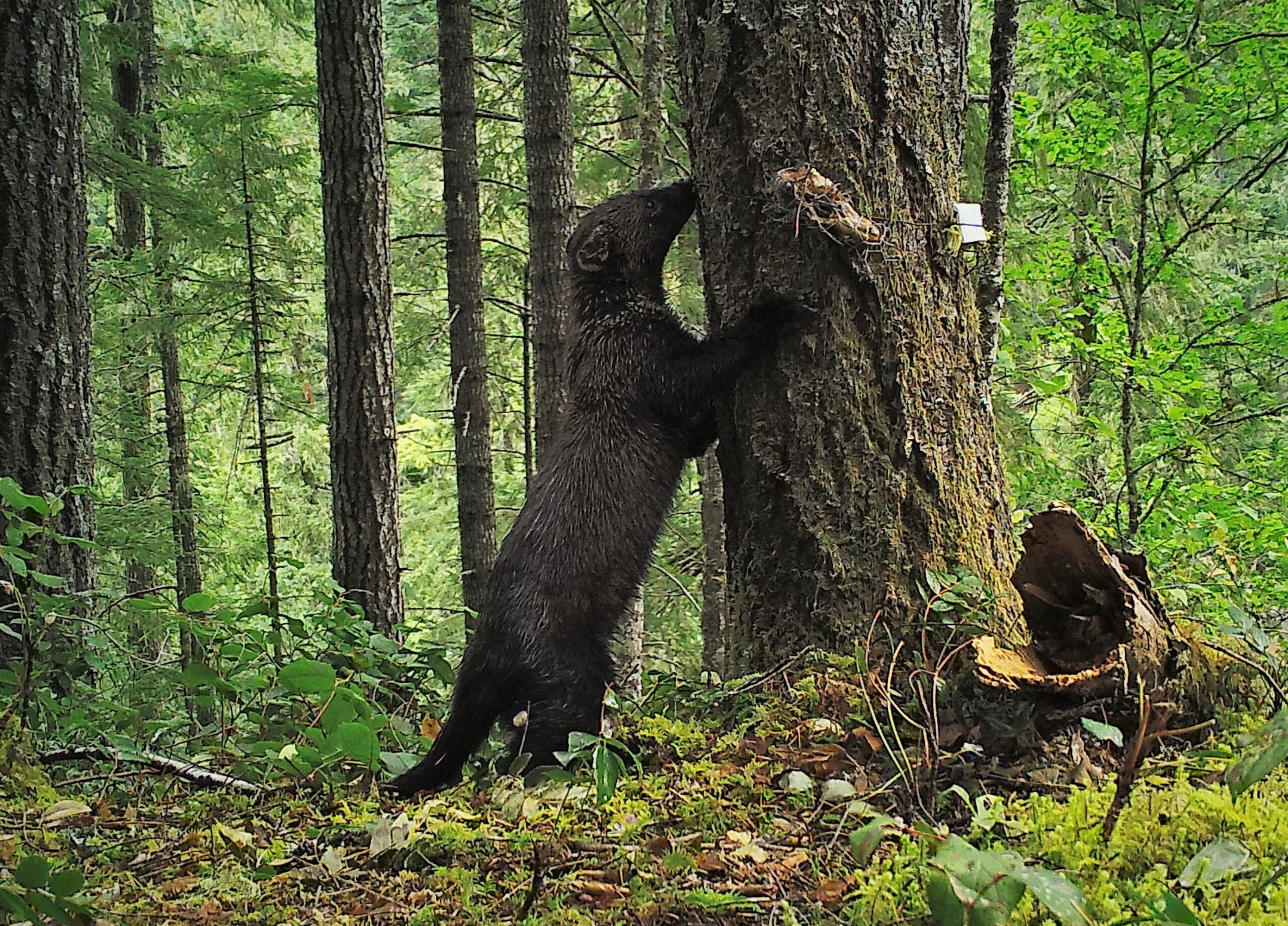 conservationnw image