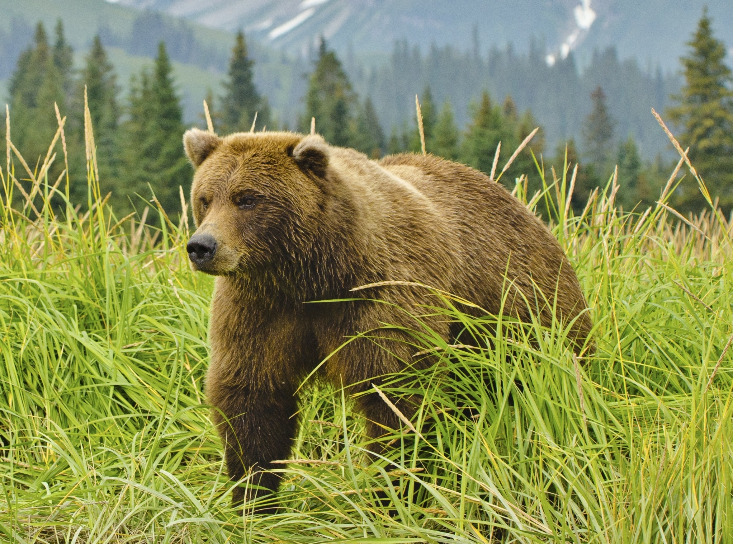 North Cascades Grizzly Bear Recovery Planning Begins—again