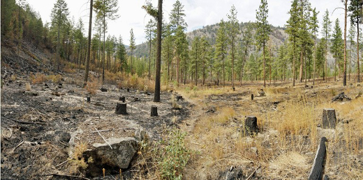 conservationnw image