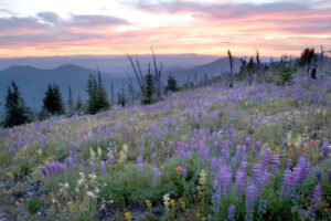 kettle crest