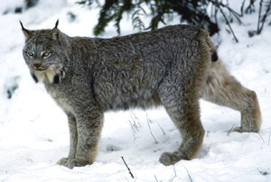 lynx 1