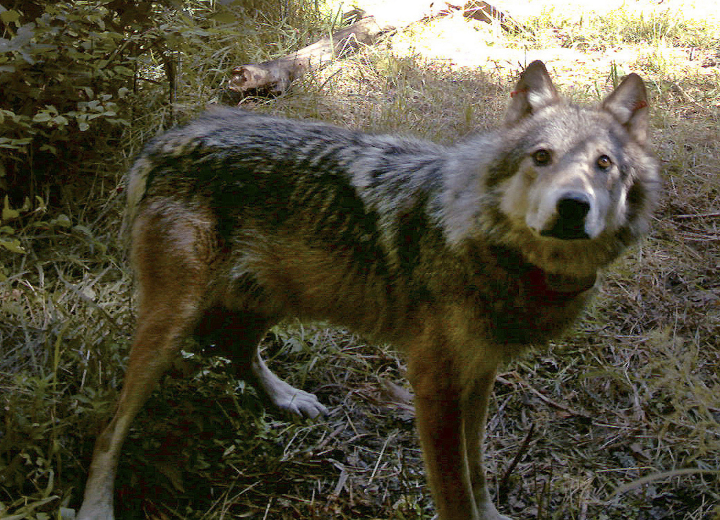 wolf presentation