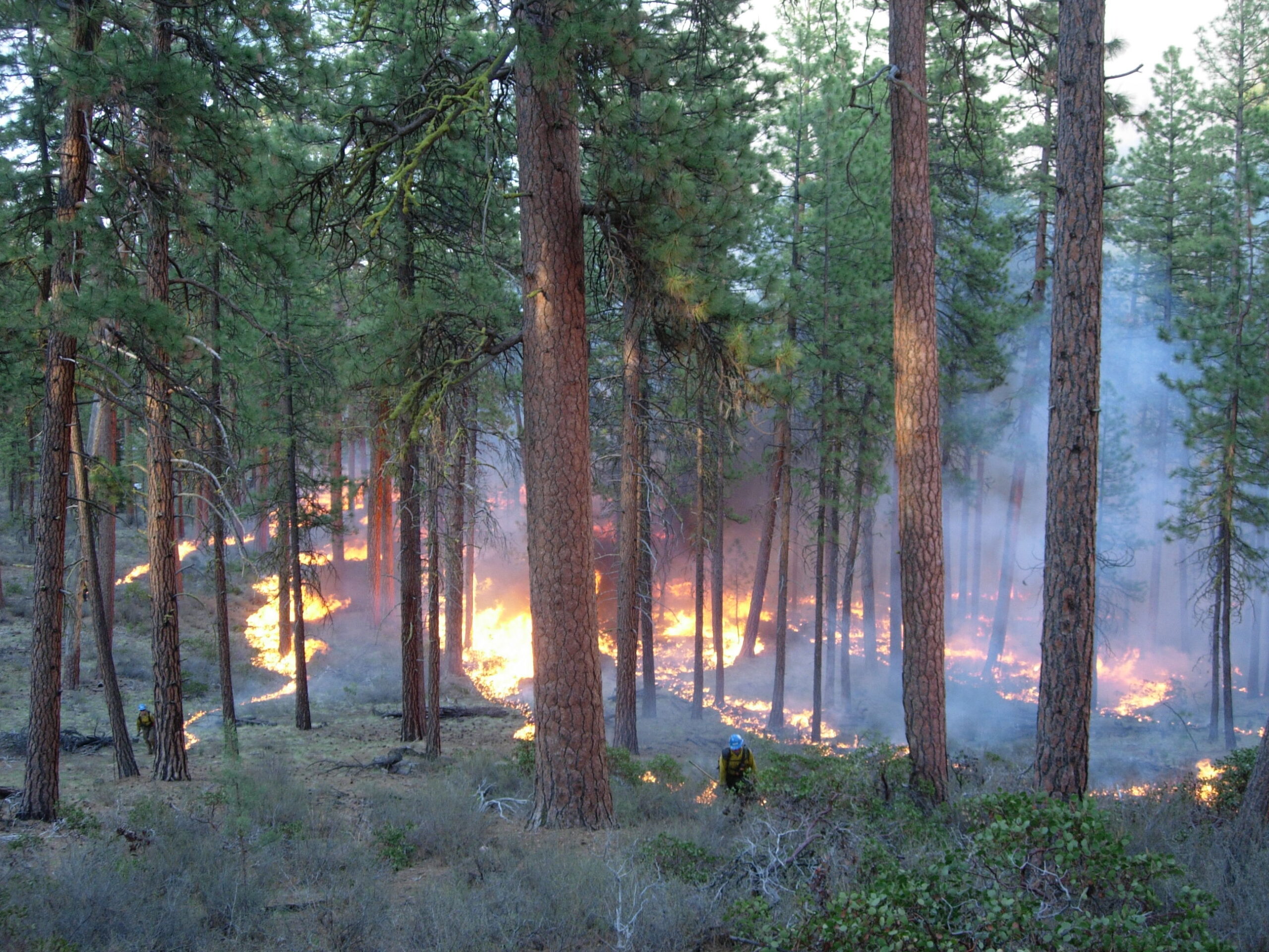 Prescribed fire in pine forest. Photo USDA Forest Service scaled