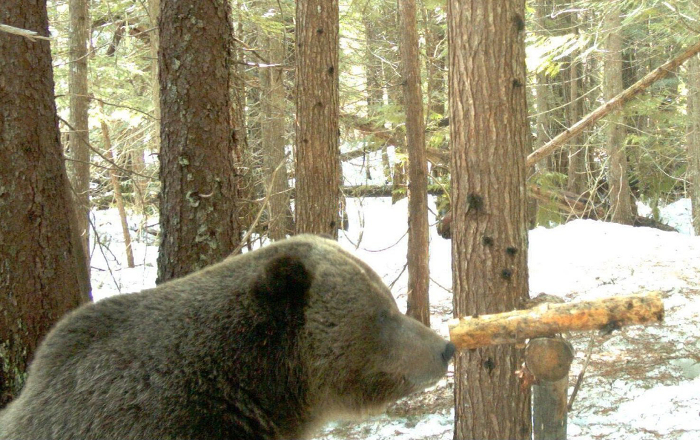 North Cascades Grizzly Bears | Conservation Northwest