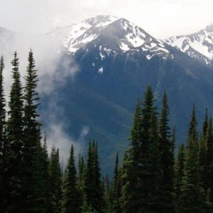 2 public forest lands
