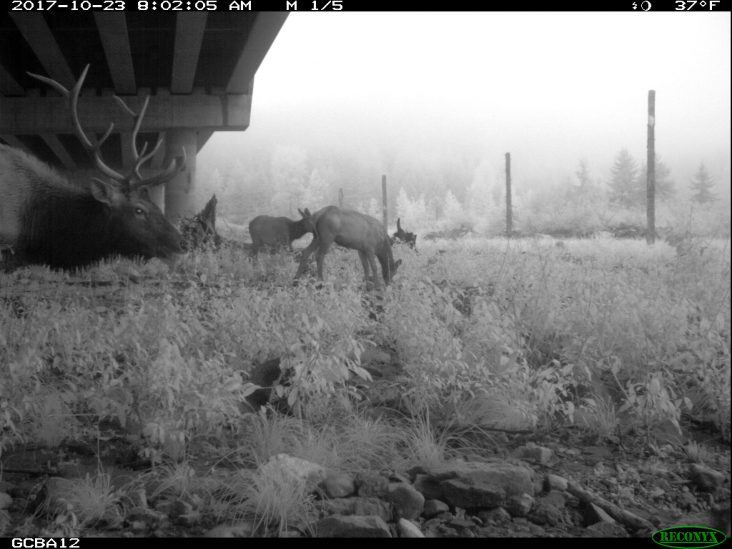 conservationnw image