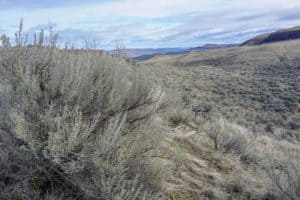 Sagebrush steppe at Wells Wildlife Area Douglas County WA. Photo Chase Gunnell March 2018 2