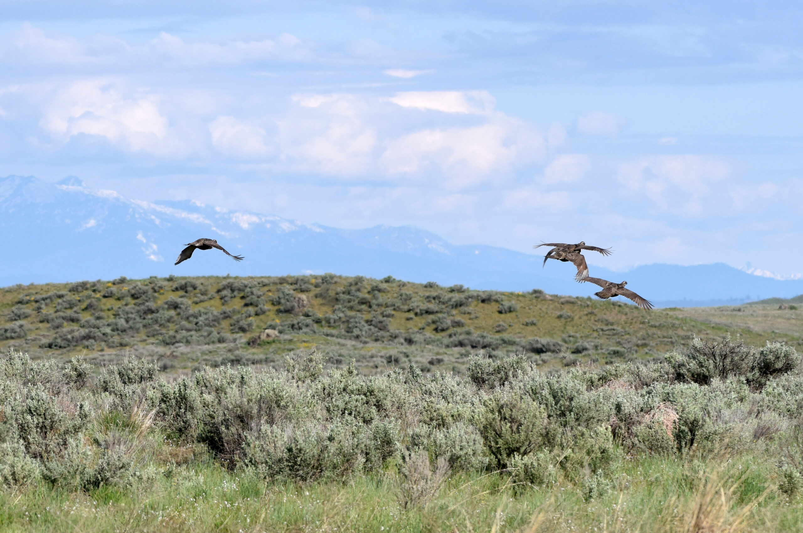 conservationnw image