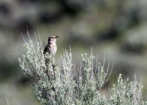conservationnw image