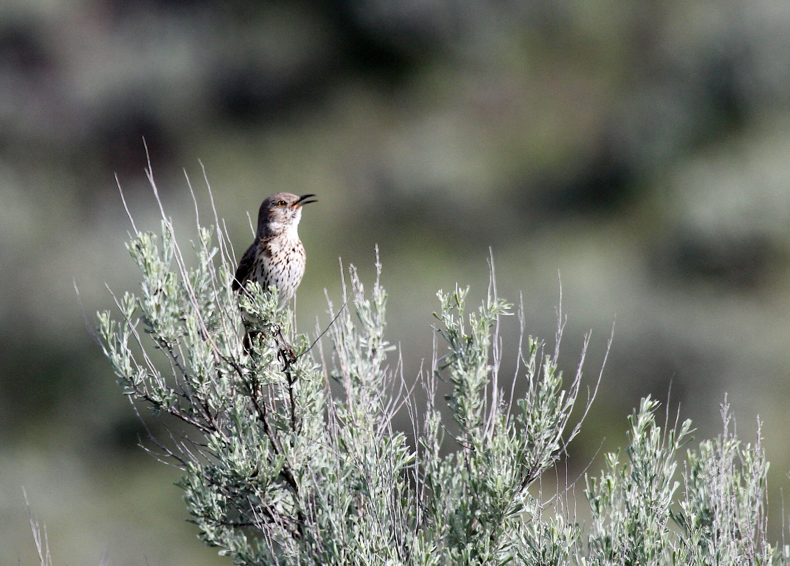 conservationnw image