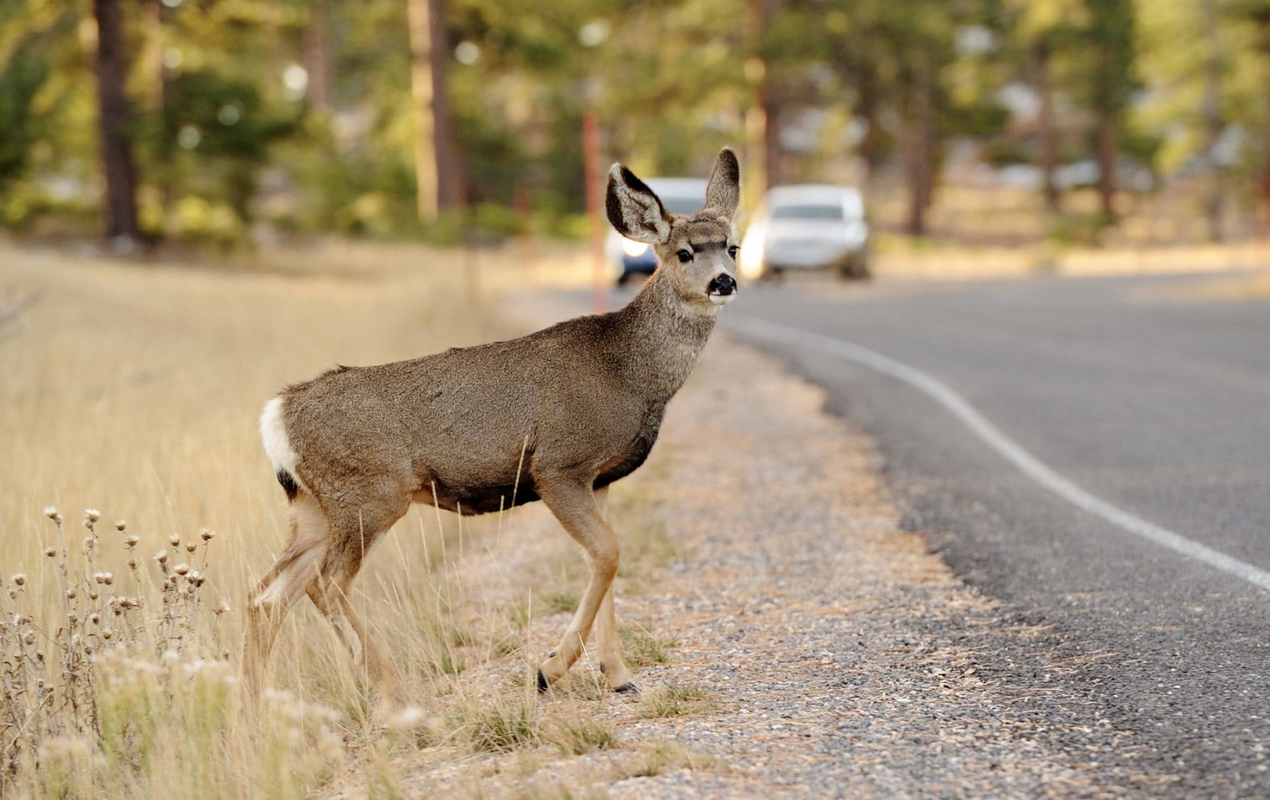 Mule deer doe crossing road in dry landscape. Photo technotr iStockphoto e1524769114959