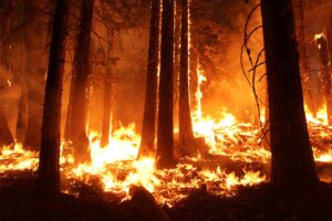 Burning Forest. Photo USFS