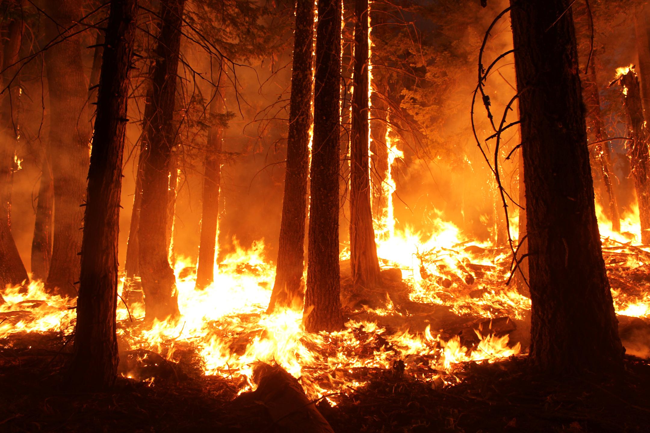 Burning Forest. Photo USFS