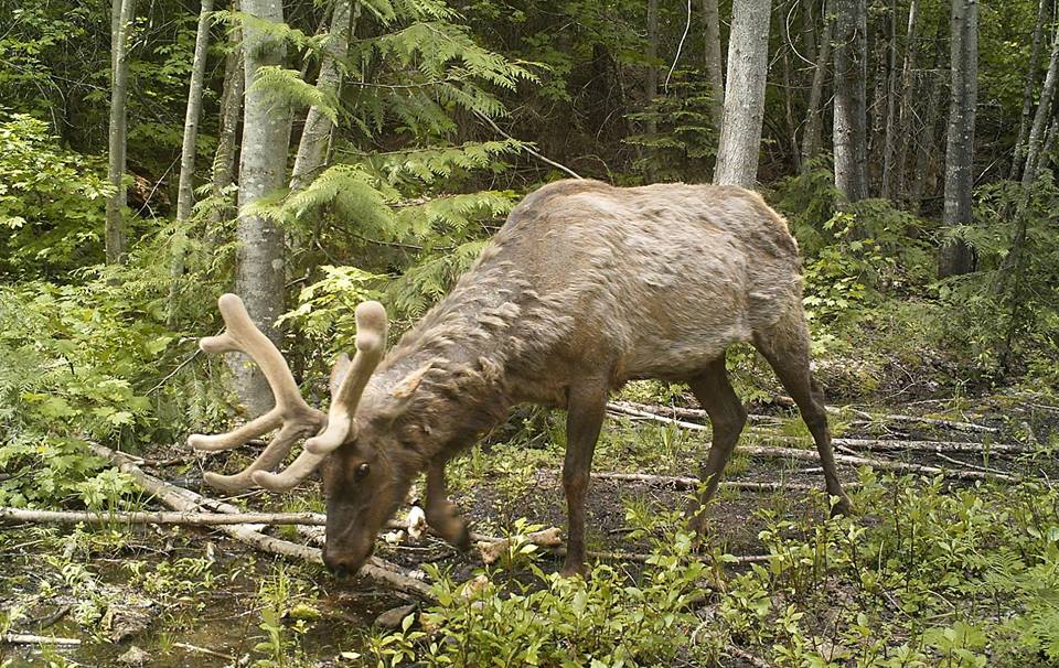 Elk walking by a remote camera on Easton Island. Credit Conservation Northwest