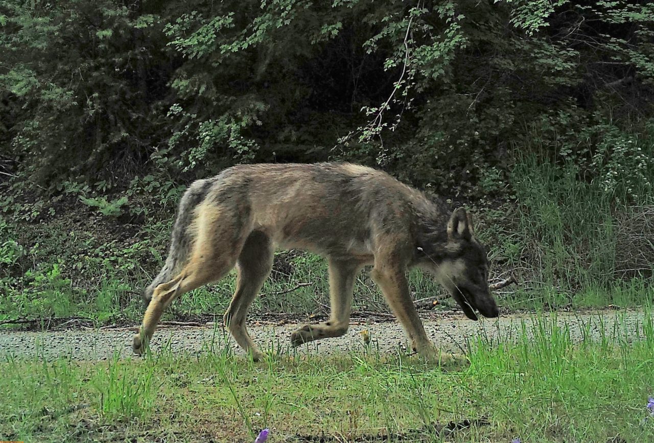 Washington's Wolves Conservation Northwest