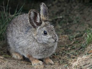 Pygmy Rabbit