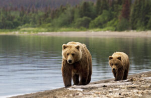 Sow and cub by lake. Copyright iStock.com federicoriz 4.2015 scaled