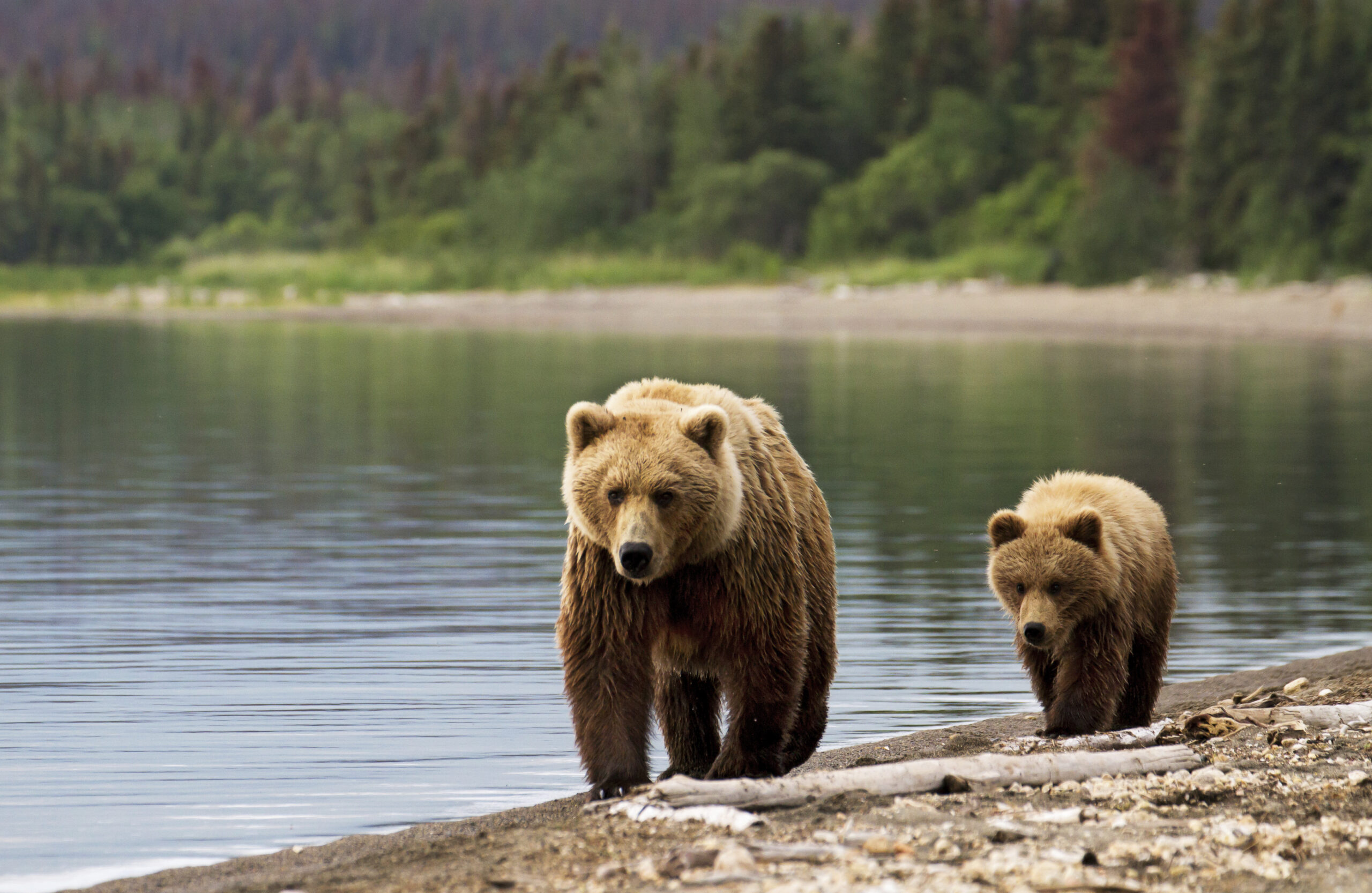 Sow and cub by lake. Copyright iStock.com federicoriz 4.2015 scaled