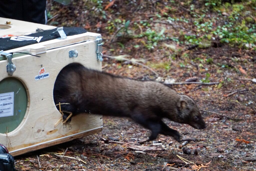 Buck Creek fisher release 10.24.19 2 Chase Gunnell edited scaled