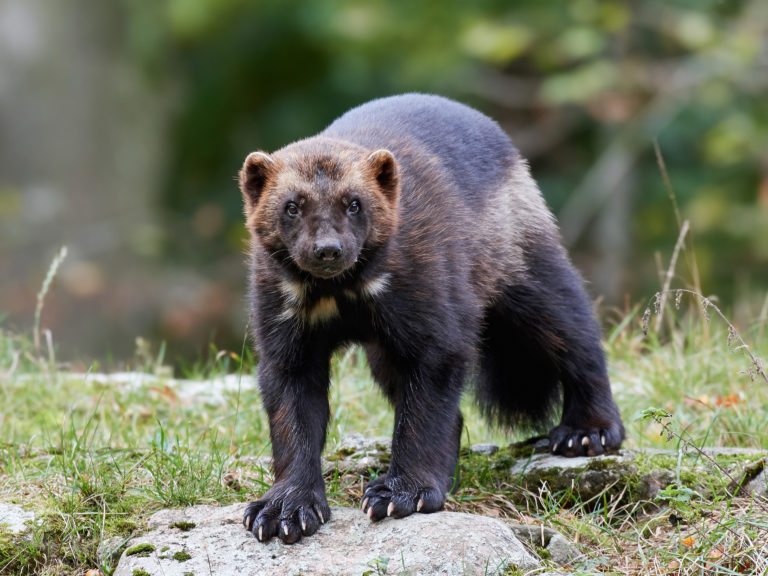 Lawsuit seeks federal protection for wolverines in lower 48 states