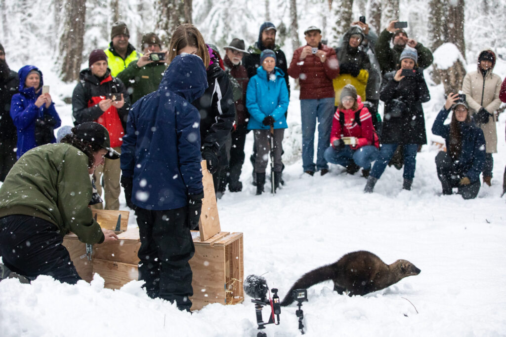 Fisher release at Mount Rainier January 2020 scaled 1