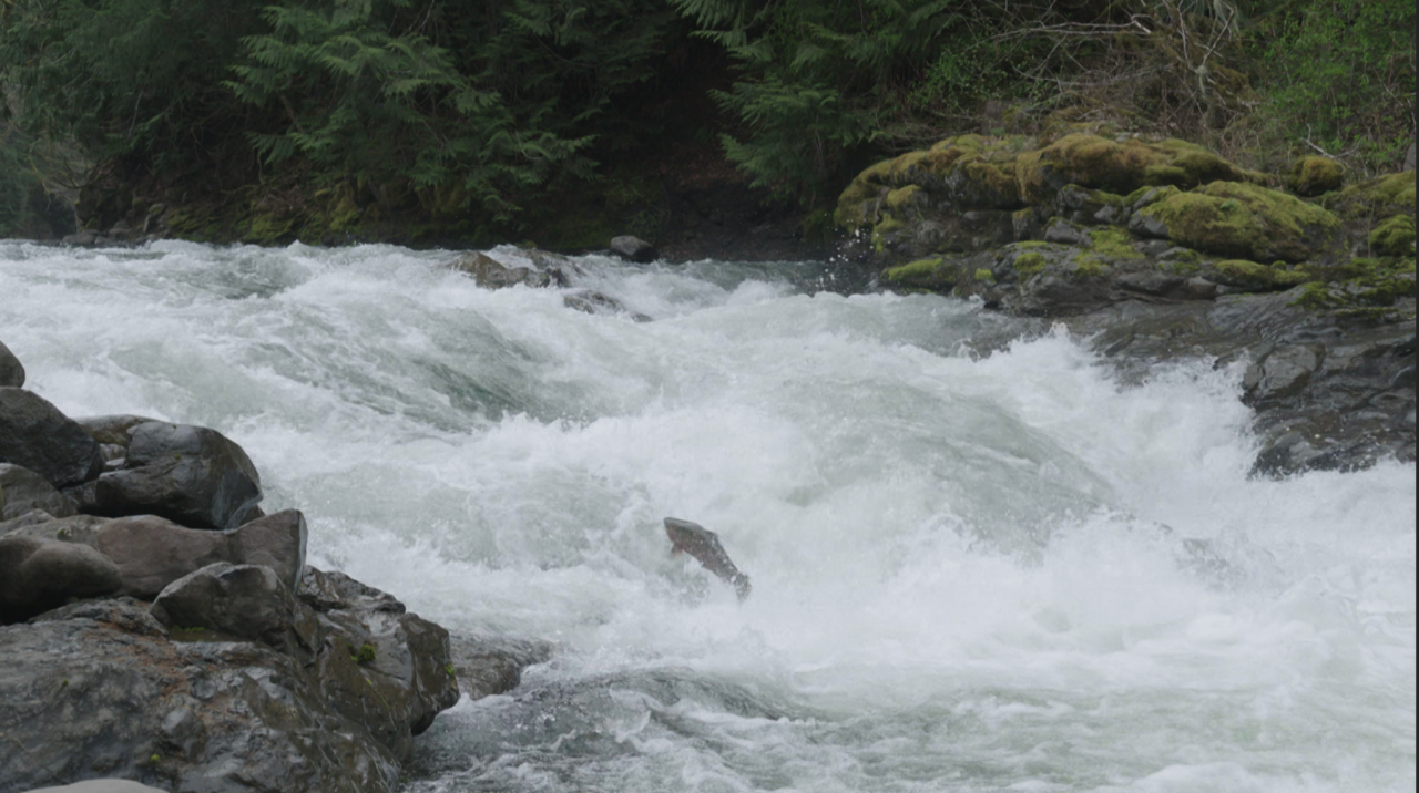Take action in the ongoing fight for a freeflowing Chehalis River in
